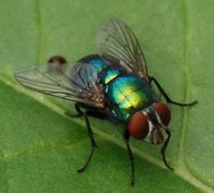 a fly sitting on top of a green leaf covered in lots of blue and yellow