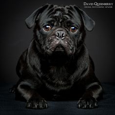 a black pug dog with blue eyes looking at the camera on a dark background