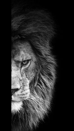 a black and white photo of a lion's face with its head turned to the side