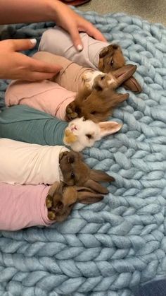 three small dogs laying on top of a blanket with their owner's hands touching them