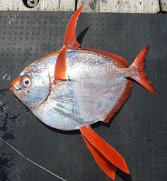 a fish that is laying on the ground next to a piece of metal and wood