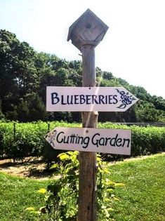 a wooden pole with signs on it in front of some bushes and trees, one sign is pointing to blueberries the other way