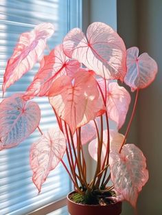 a potted plant sitting on top of a window sill next to a window