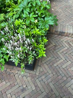 a planter filled with lots of green and white flowers on top of a brick walkway