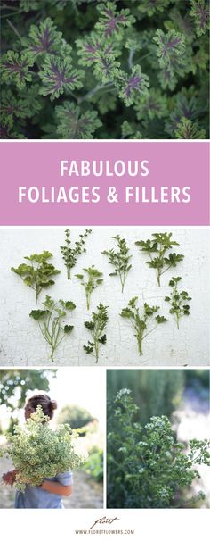 four pictures with different plants and the words fabulous foliages & fillers on them