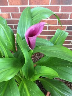 a purple flower is blooming in front of a brick wall and potted plant