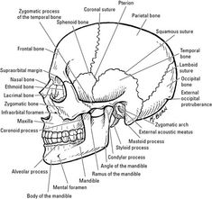 the bones and their major structures are labeled in this diagram, with labels on each side