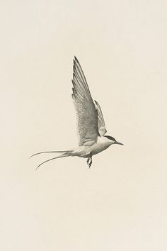 a drawing of a bird flying in the sky