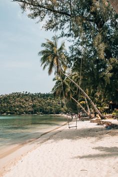 a hammock hanging from the side of a tree on top of a sandy beach