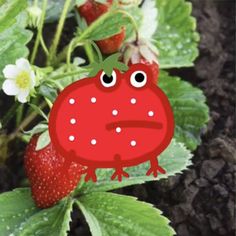 a red frog sitting on top of a strawberry plant with eyes drawn on it's face