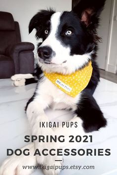 a black and white dog sitting on top of a table wearing a yellow bandana