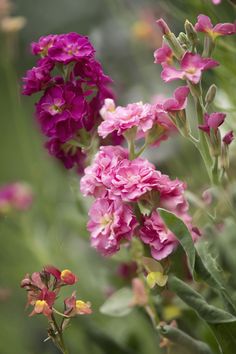 pink flowers are blooming in the garden