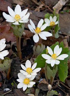 small white flowers with yellow centers on the ground next to leaves and plants in dirt