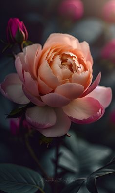 a pink flower with green leaves in the background