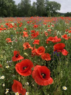 a field full of red and white flowers