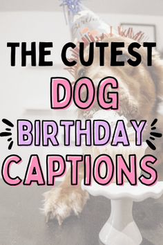 the cutest dog birthday captions are in pink and black text on a white pedestal