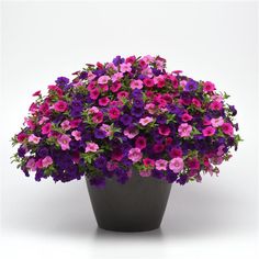 a potted plant with purple and pink flowers on the top, in front of a white background