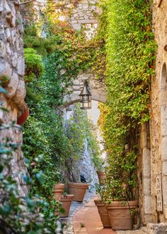 an alley way with potted plants on either side and stone buildings in the background