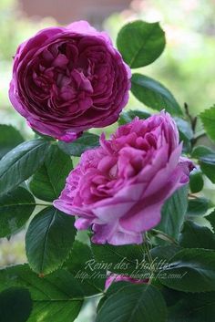 two purple flowers with green leaves on them