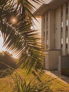 dorm building, southern california, san diego, young hall, sunset, palm tree, point loma nazarene university, photography Dorm Building, Point Loma Nazarene University, University Photography, Point Loma San Diego, California San Diego, Residence Hall, Point Loma, California Dreamin'