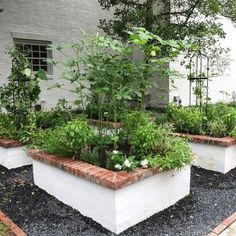 an assortment of garden plants in white raised planters on graveled area next to building