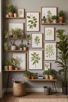 many plants are arranged on the wall in this room