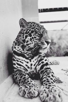 a black and white photo of a leopard laying on the ground next to a wall