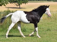 a black and white horse is walking in the grass