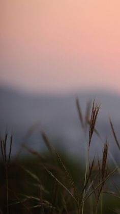 the sun is setting behind some tall grass