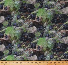 a herd of black bears laying on top of a lush green field next to rocks