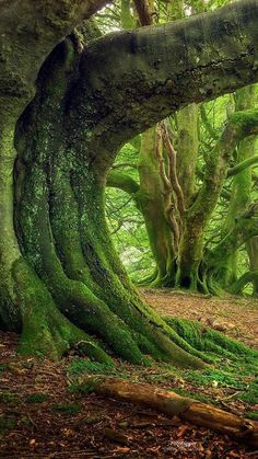 an old tree with moss growing on it's trunk in the forest, surrounded by other trees