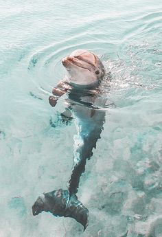 a dolphin swimming in the water with its mouth open and it's head above the water