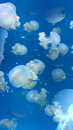 many jellyfish are swimming in an aquarium