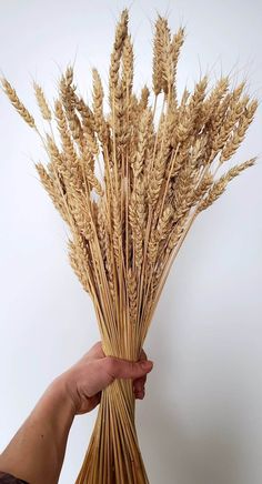 a hand is holding some dried wheat stalks