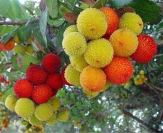 the fruit is growing on the tree and ready to be picked from it's branches