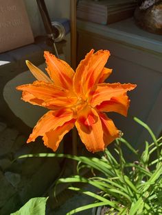 an orange flower is blooming in the garden