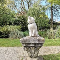 a white cat sitting on top of a stone statue in a park area with trees and grass