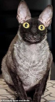 a black cat with yellow eyes sitting on top of a chair looking at the camera