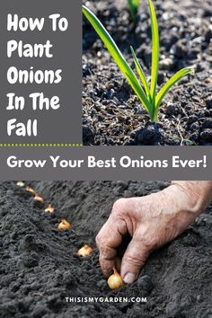 Top image of green onion foliage that is growing through the ground in a garden. Bottom image of a hand placing a small onion set in a row of other onion sets that are being planted in a garden. From thisismygarden.com. Planting Onions Bulbs, How To Plant Onions, Onion Planting, Plant Onions, Planting Onion Sets, When To Plant Garlic, Raised Garden Beds Diy Vegetables, Growing Vegetables In Pots