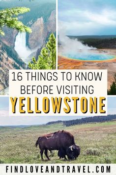 yellowstone national park with bison in the foreground and text overlay that reads 16 things to know before visiting yellowstone