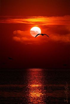 the sun is setting over the ocean with two birds flying in front of it and some clouds