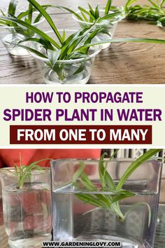 two vases with plants in them and the words how to propagate spider plant in water from one to many