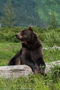 a large brown bear sitting on top of a log