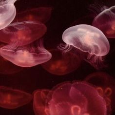 several jellyfish swimming in the water together