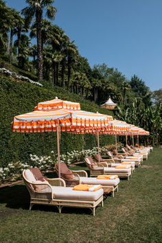 lounge chairs and umbrellas lined up on the lawn