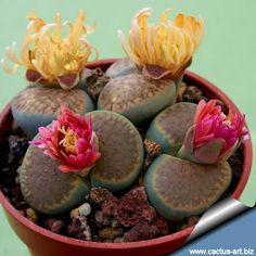 small potted plants with pink and yellow flowers