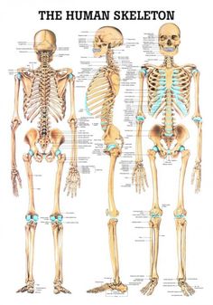 the human skeleton and its major bones