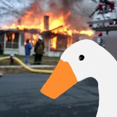 a white duck with an orange beak standing in front of a house that is on fire