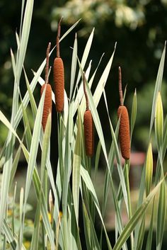 some very pretty brown flowers by some tall grass