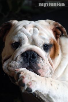 a close up of a dog laying down